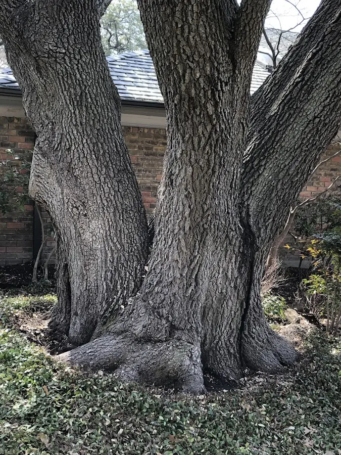 Mature heritage tree close to a Northport property cared for by certified arborists